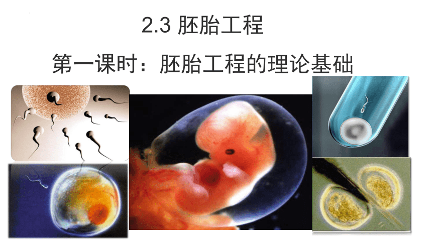 2.3胚胎工程课件（共71张PPT2个视频）-人教版选择性必修3