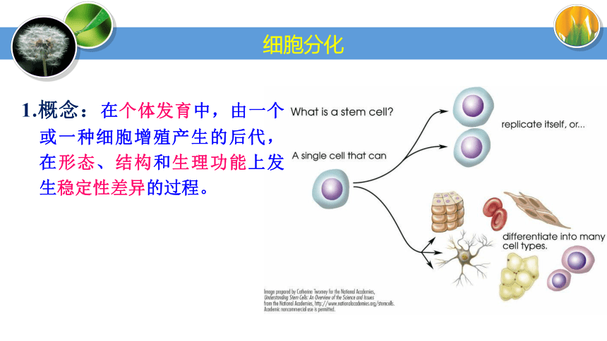 6.2 细胞的分化课件(共27张PPT)-人教版2019必修1