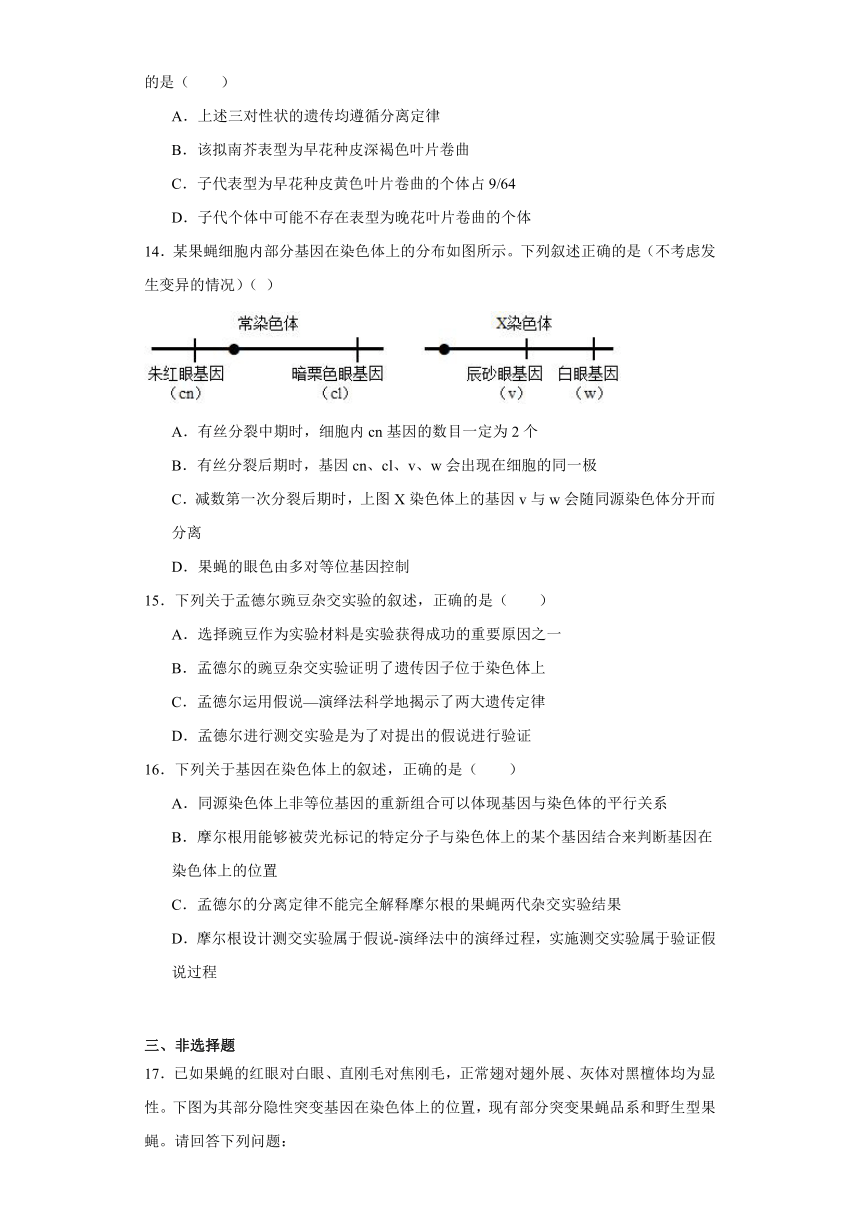 2.2基因伴随染色体传递同步练习2023-2024学年高一下学期生物浙科版必修2（解析版）