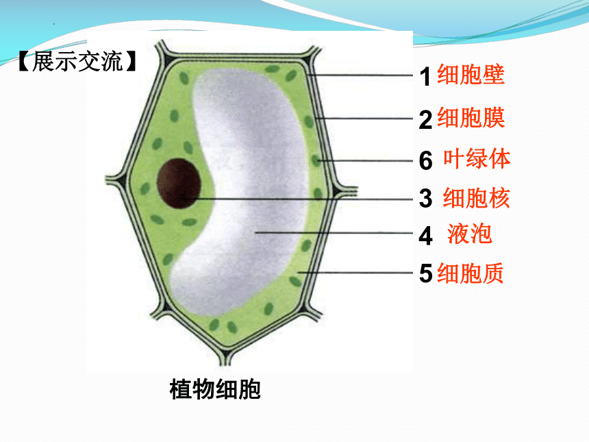 1.2.1细胞的结构和功能课件（共37张PPT） 济南版生物七年级上册