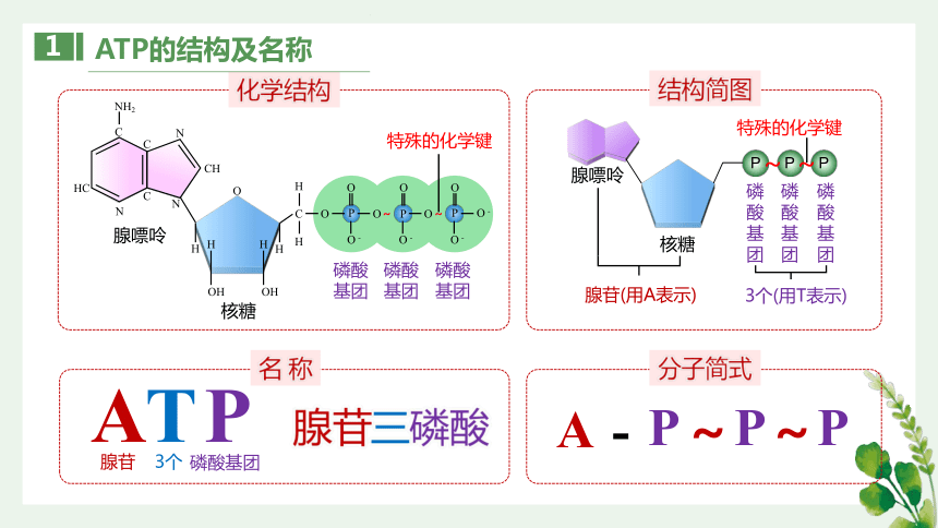 5-2 细胞的能量货币-ATP课件（共22张PPT2个视频）-人教版必修1