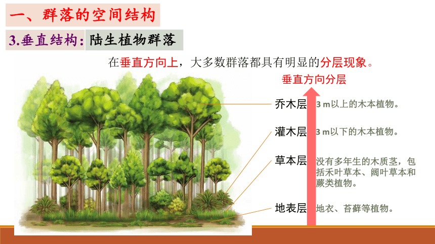 2.1 群落的结构 （第2课时）教学课件(共39张PPT)-高二上学期生物人教版选择性必修2