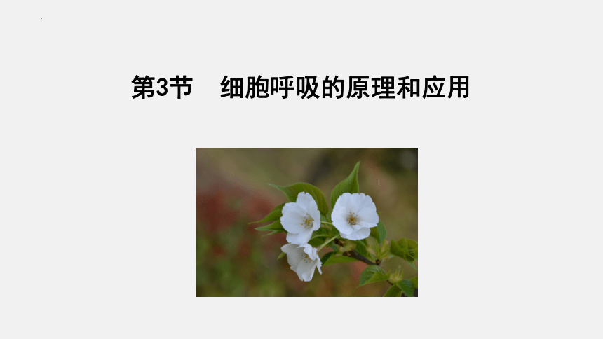 5.3 细胞呼吸的原理和应用（课件（共58张PPT1个视频）-人教版2019必修1