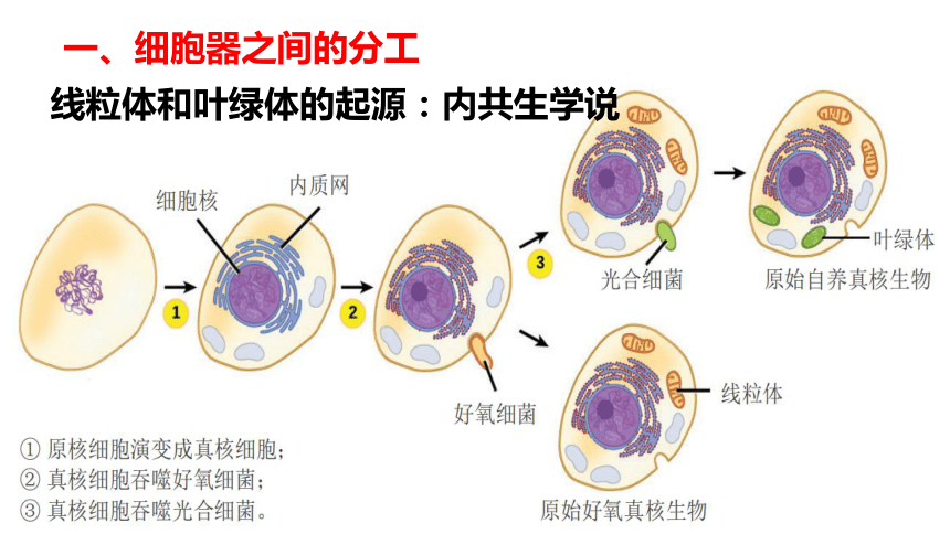 3.2 细胞器之间的分工合作(共31张PPT)课件（第1课时）-人教版2019必修1