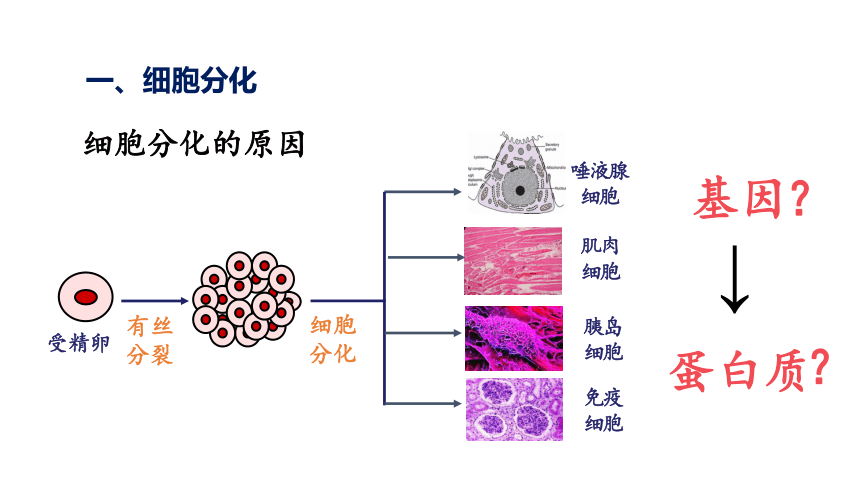 6.2 细胞分化（共29张PPT）-人教版2019必修1