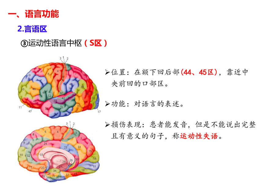 2.5人脑的高级功能-(共25张PPT2份视频)课件人教版2019选择性必修1