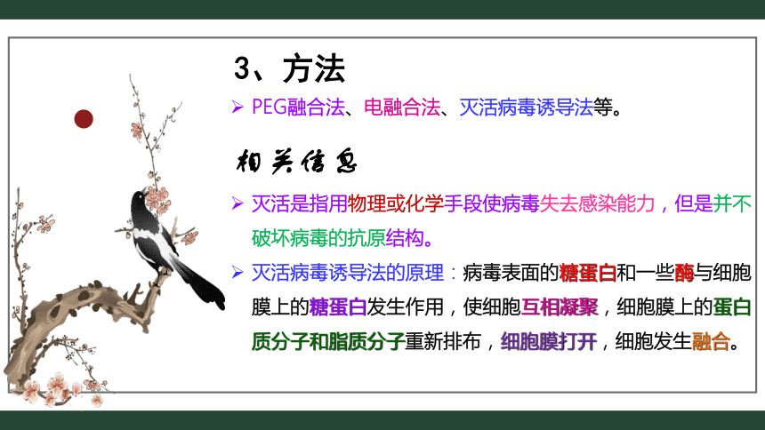 2.2.2动物细胞融合技术与单克隆抗体-(共34张PPT)课件人教版2019选择性必修3