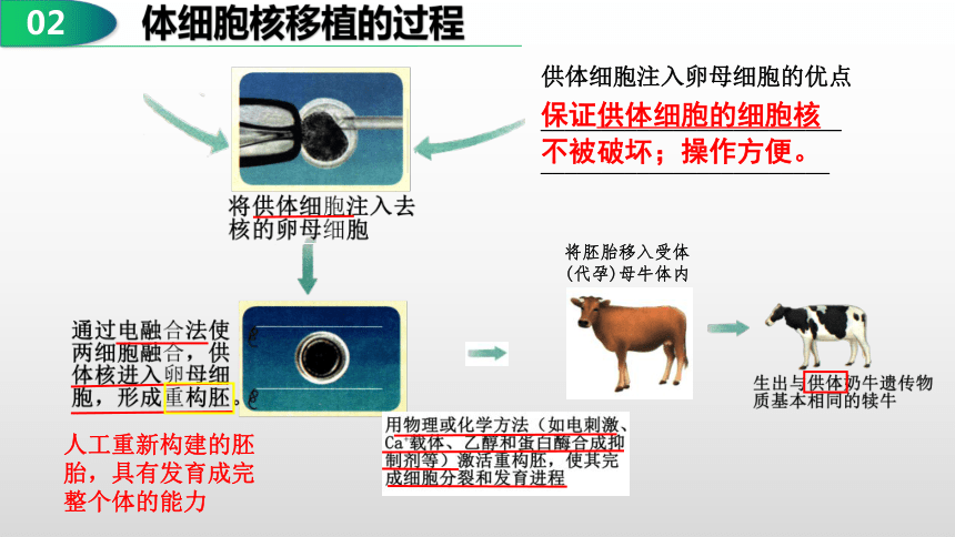 2.2.3动物体细胞核移植技术和克隆动物课件（共30张PPT）-人教版选择性必修3