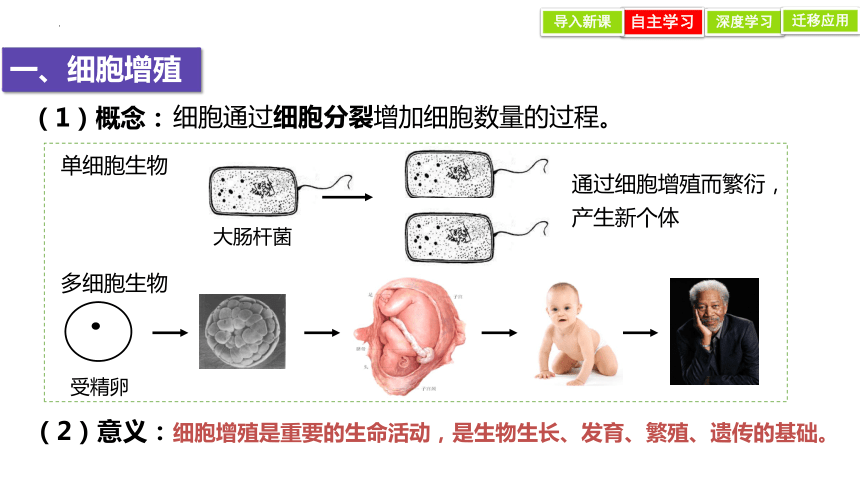6.1细胞的增殖课件（共35张PPT）-人教版必修1