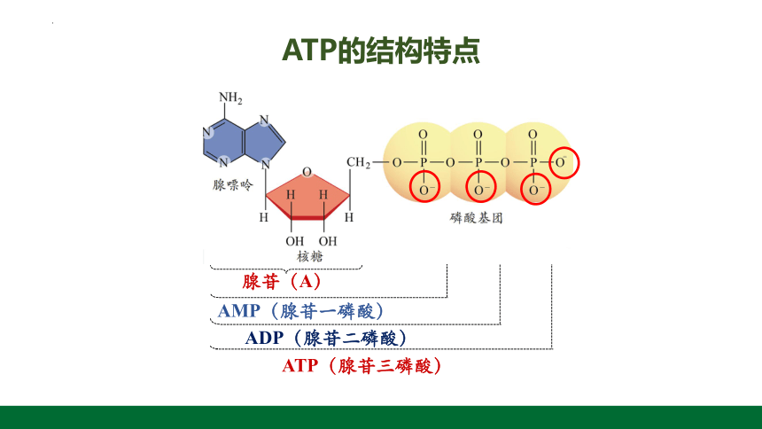 第五章第二节细胞的能量货币ATP(共22张PPT)课件-人教版2019必修1