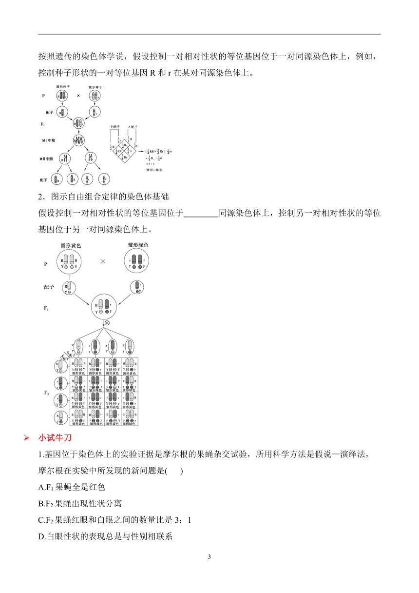 （4）基因伴随染色体传递课堂速测（含解析）——高一生物学浙科版（2019）必修二