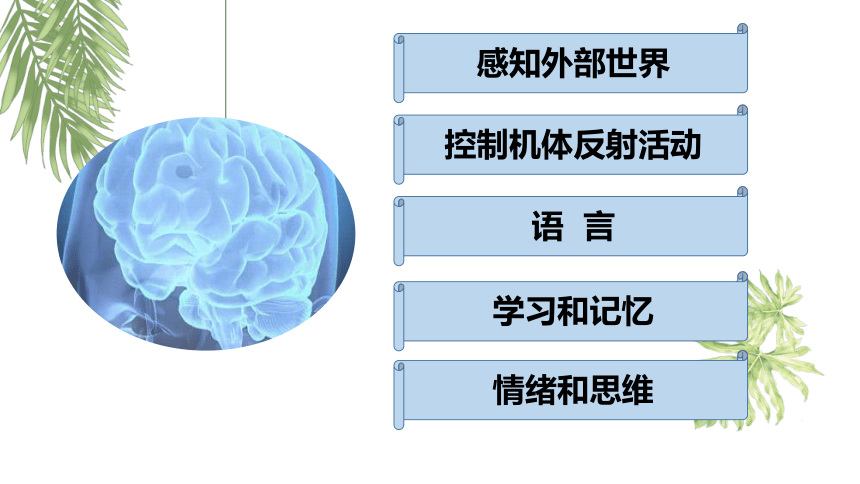 2.5人脑的高级功能（共32张PPT2个视频）-人教版2019选择性必修1