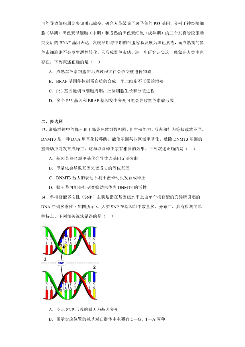 3.2基因突变是生物变异的根本来源（作业）（含解析）2023-2024学年高一生物（沪科版2020必修2）