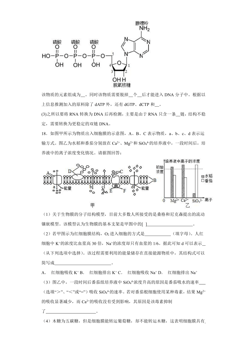 5.2细胞的能量“货币”ATP同步练习（含解析）2023-2024学年高一上学期生物人教版必修1