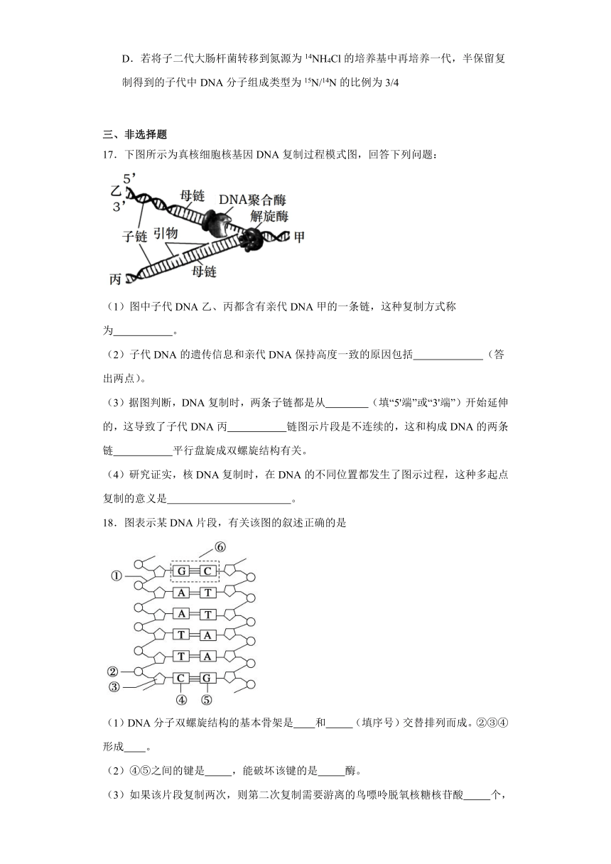 2.1遗传信息的复制 随堂速测-2023-2024学年高一下学期生物北师大版（2019）必修2（解析版）