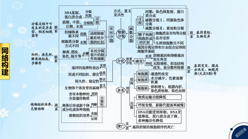 高考生物二轮复习小专题4　细胞的生命历程(共85张PPT)