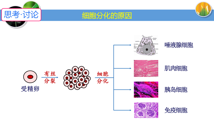 6.2 细胞的分化课件(共27张PPT)-人教版2019必修1