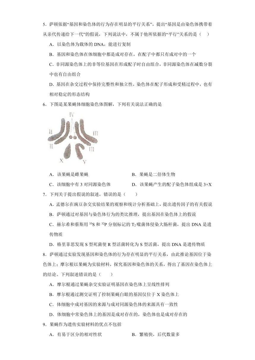 2.2基因伴随染色体传递同步练习2023-2024学年高一下学期生物浙科版必修2（解析版）