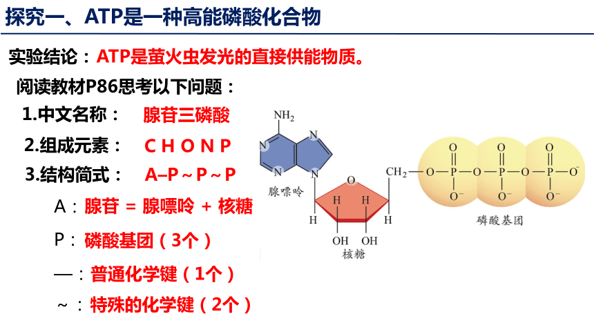 5.2 细胞的能量“货币”ATP（共23张PPT1个视频）-高一生物（人教版2019必修1）