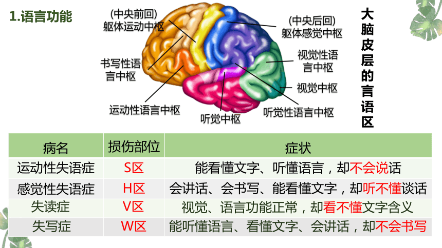 2.5人脑的高级功能（共32张PPT2个视频）-人教版2019选择性必修1