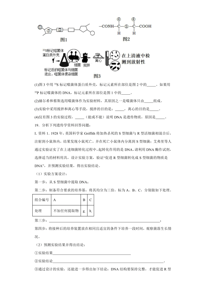 1.1DNA是主要遗传物质的探索同步练习2023-2024学年高一下学期生物北师大版必修2（解析版）