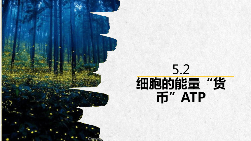 5.2 细胞的能量“货币”ATP（共23张PPT1个视频）-高一生物（人教版2019必修1）