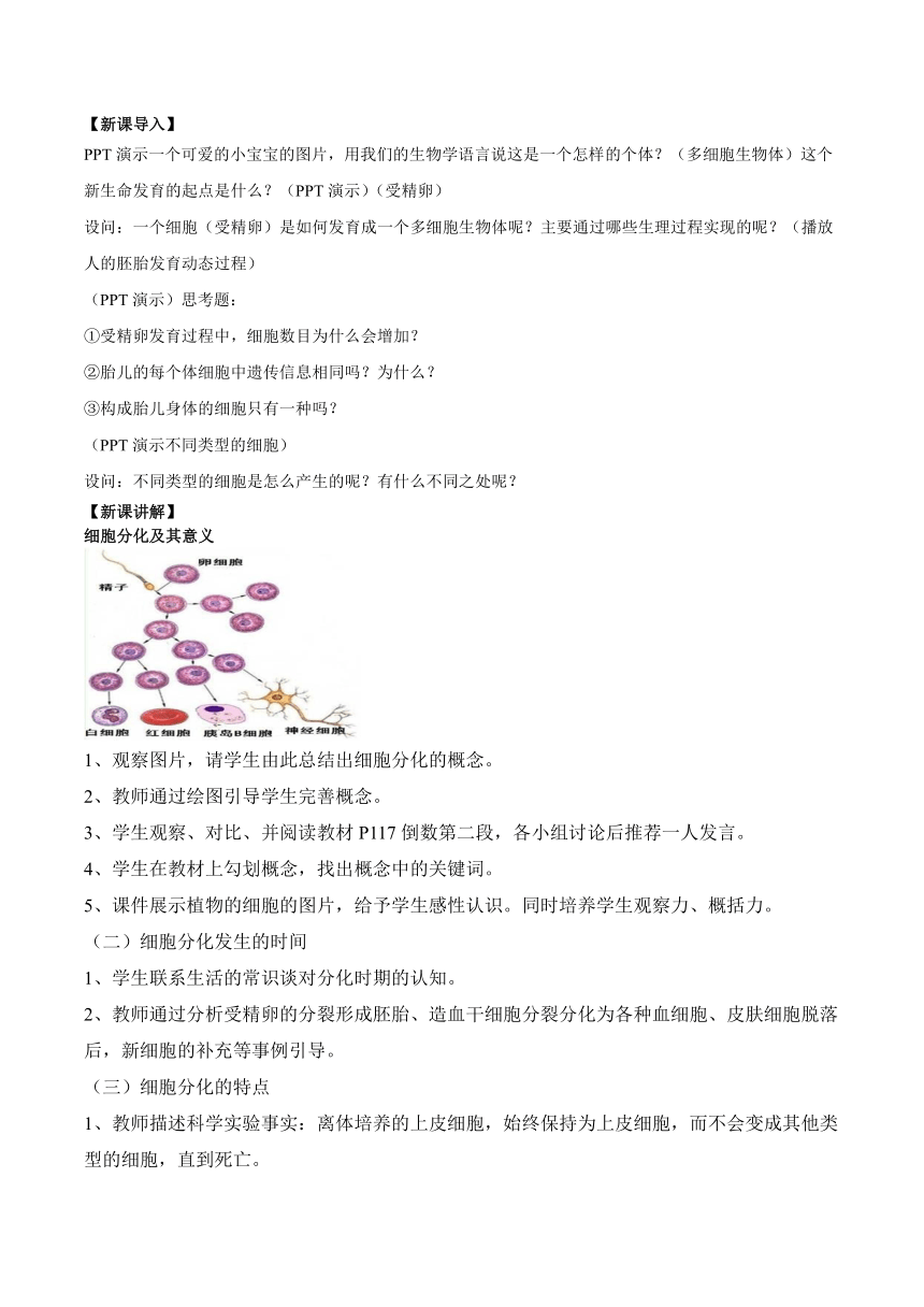 6.2细胞的分化的教案