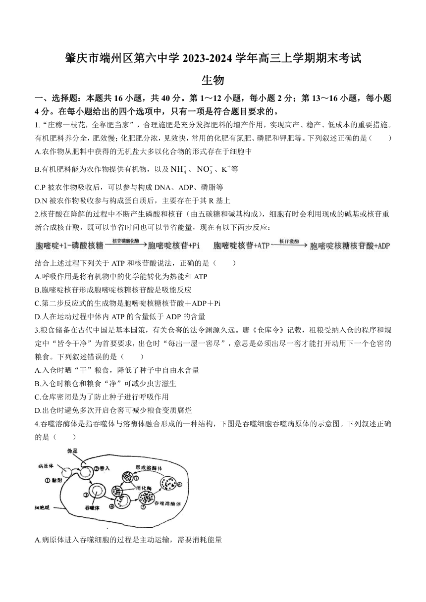 广东省肇庆市端州区第六中学2023-2024学年高三上学期期末考试生物学试题（含答案）