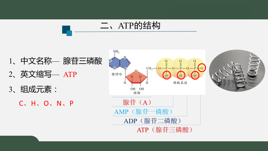 5.2 细胞的能量“货币”ATP（共28张PPT）-高一生物课件(人教版2019必修1）