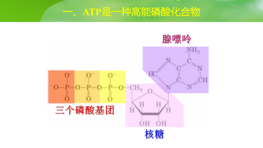 5.2 细胞的能量“货币”ATP课件(共24张PPT)-人教版2019必修1