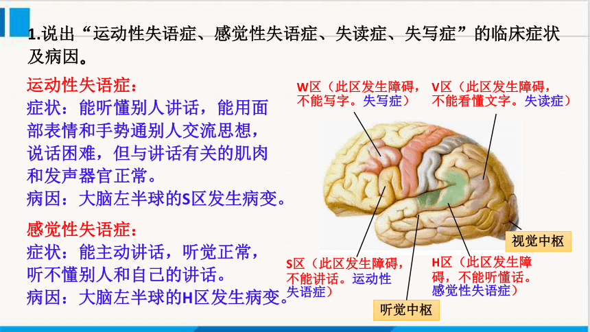 2.5人脑的高级功能课件（共22张PPT） -2023-2024学年高二上学期生物人教版（2019）选择性必修1