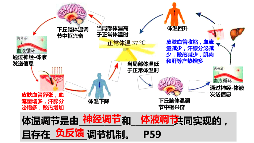 3.3 体液调节与神经调节的关系(共32张PPT)-高二生物课件（人教版2019选择性必修1）