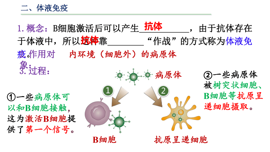 4.2特异性免疫课件(共33张PPT)-人教版（2019）选择性必修1