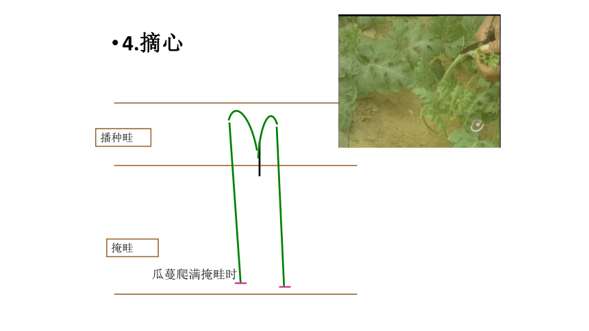 项目3.2 瓜类蔬菜生产--西瓜-3 课件(共21张PPT)- 《蔬菜生产技术》同步教学（机械工业版）