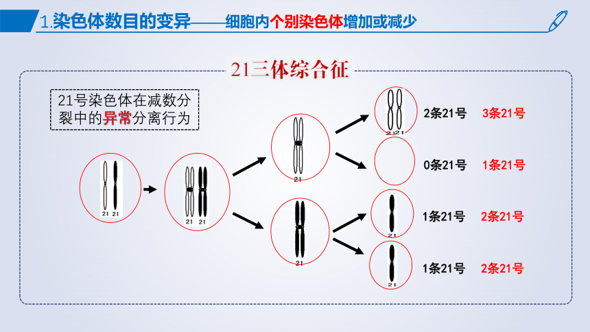 5.2染色体变异课件 (共54张PPT1份视频)生物人教版必修2