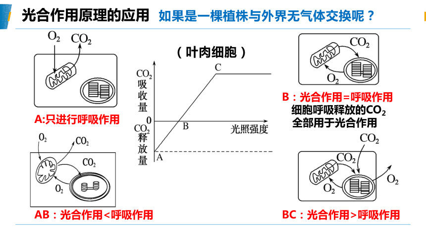 5.4光合作用与能量转化（第三课时光合作用的原理和应用2）(共33张PPT)课件人教版（2019）必修1