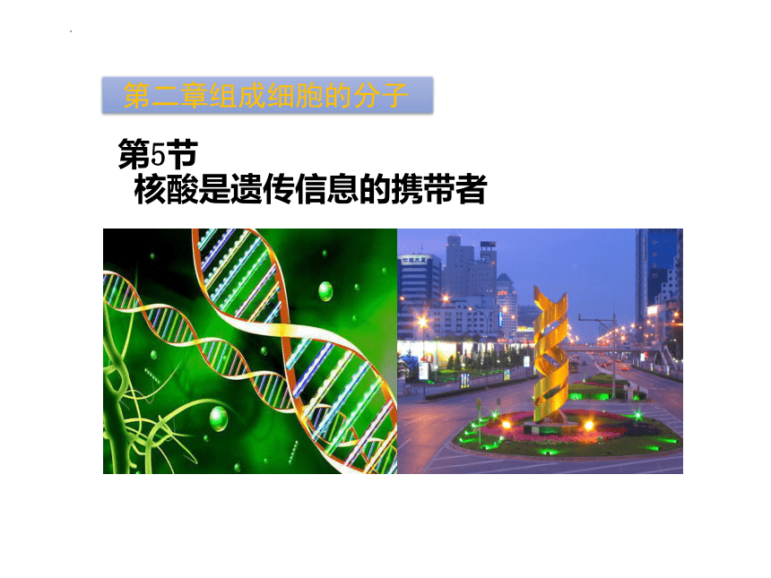 2.5遗传信息的携带者——核酸课件-(共21张PPT)人教版（2019）必修1