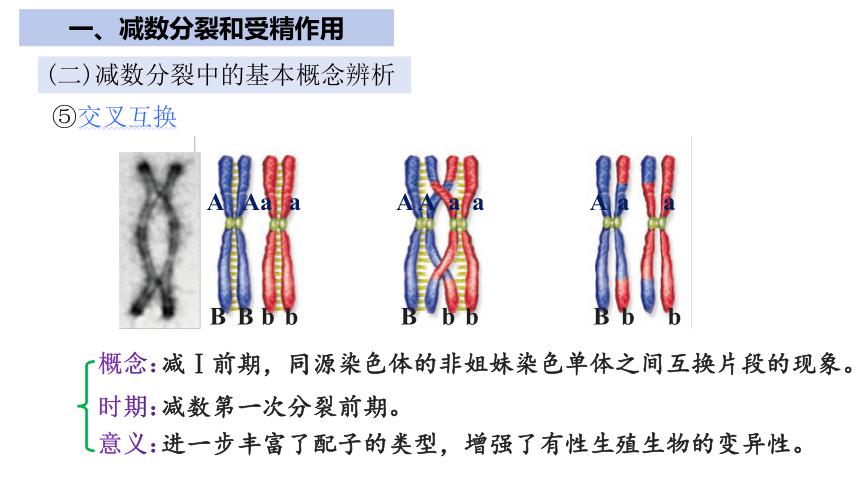 第2章基因和染色体的关系（复习课件）（共76张PPT）-人教版2019必修2