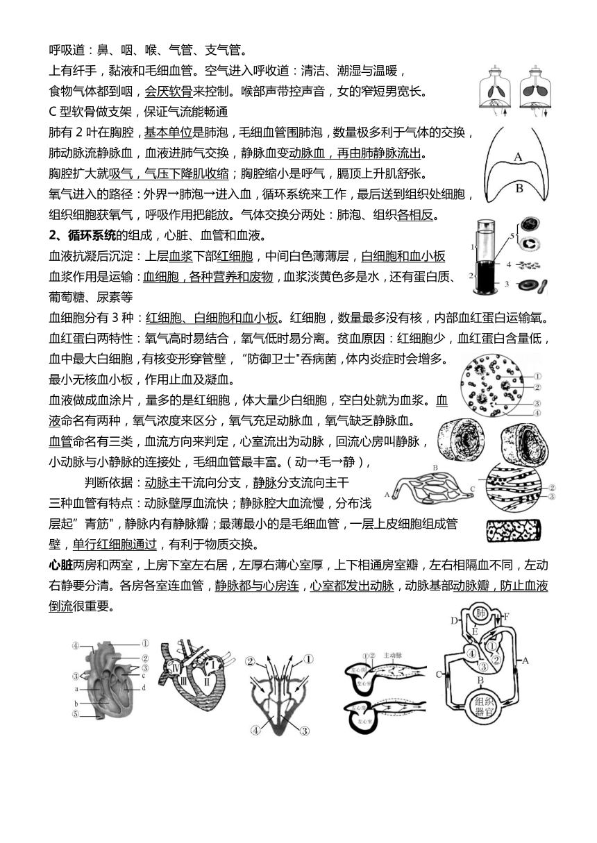 知识点总结（文字素材） 2023--2024学年人教版七年级生物下册