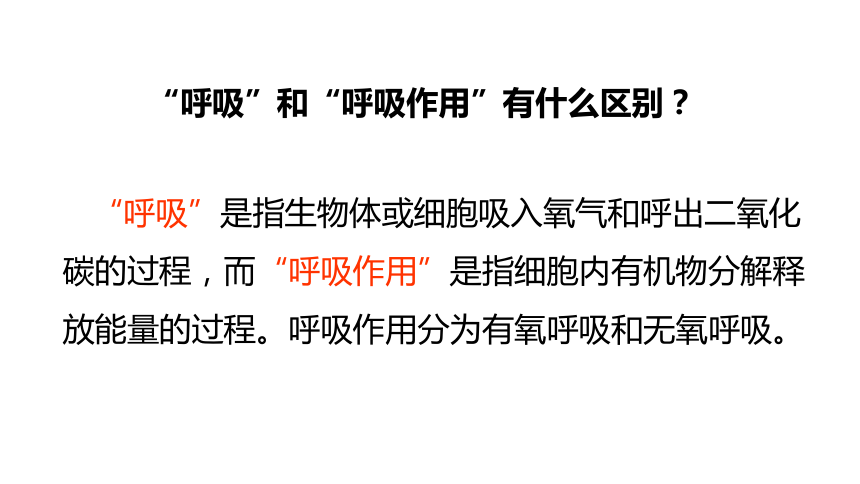 5.3 细胞呼吸的原理和应用课件(共40张PPT)-2023-2024学年高一上学期生物人教版必修一