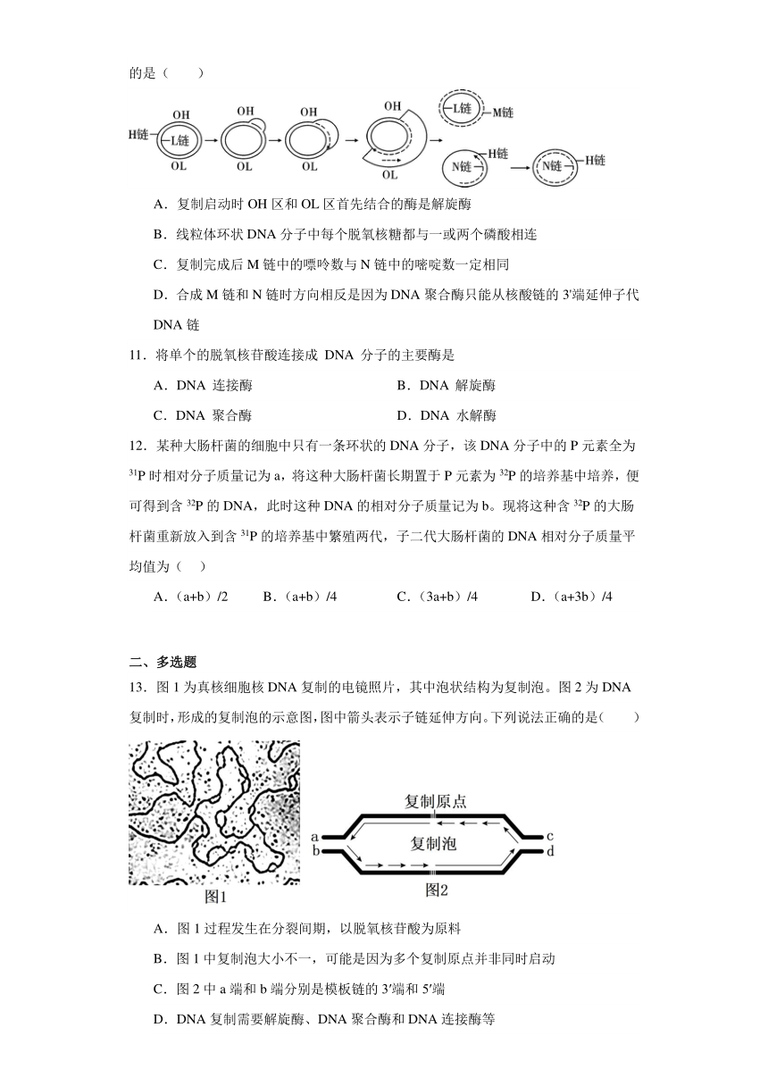 2.1遗传信息的复制同步练习2023-2024学年高一下学期生物北师大版必修2（含解析）