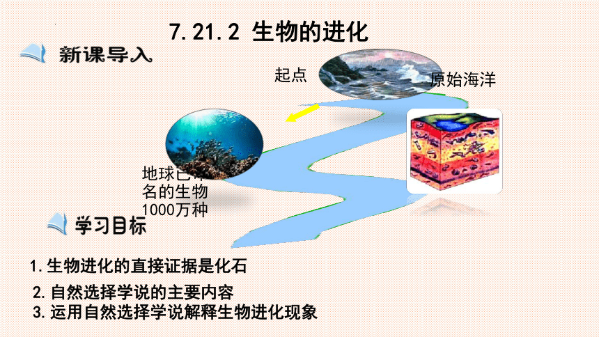 7.21.2 生物的进化课件(共21张PPT)八年级生物下册（北师大版）