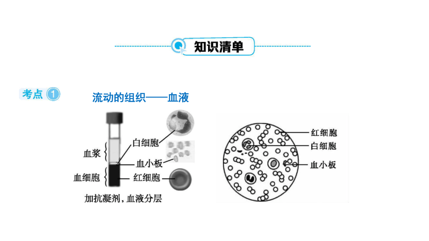 2024年中考生物一轮复习考点探究 第2讲人体内物质的运输课件(共35张PPT)