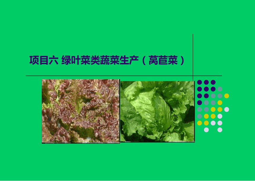 项目6.3 绿叶菜类蔬菜生产--莴苣菜 课件(共45张PPT)- 《蔬菜生产技术》同步教学（机械工业版）