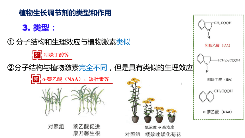 5.3 植物生长调节剂的应用-(共45张PPT)课件人教版2019选择性必修1(1)