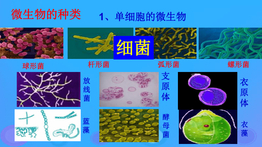 18.1《微生物在生物圈中的作用》课件（29张ppt）