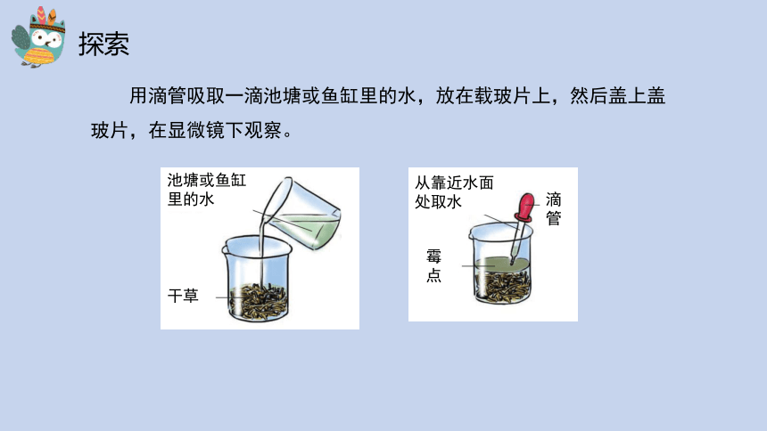 科学苏教版（2017秋）五下2《微小的生命体》同步课件(共17张PPT)