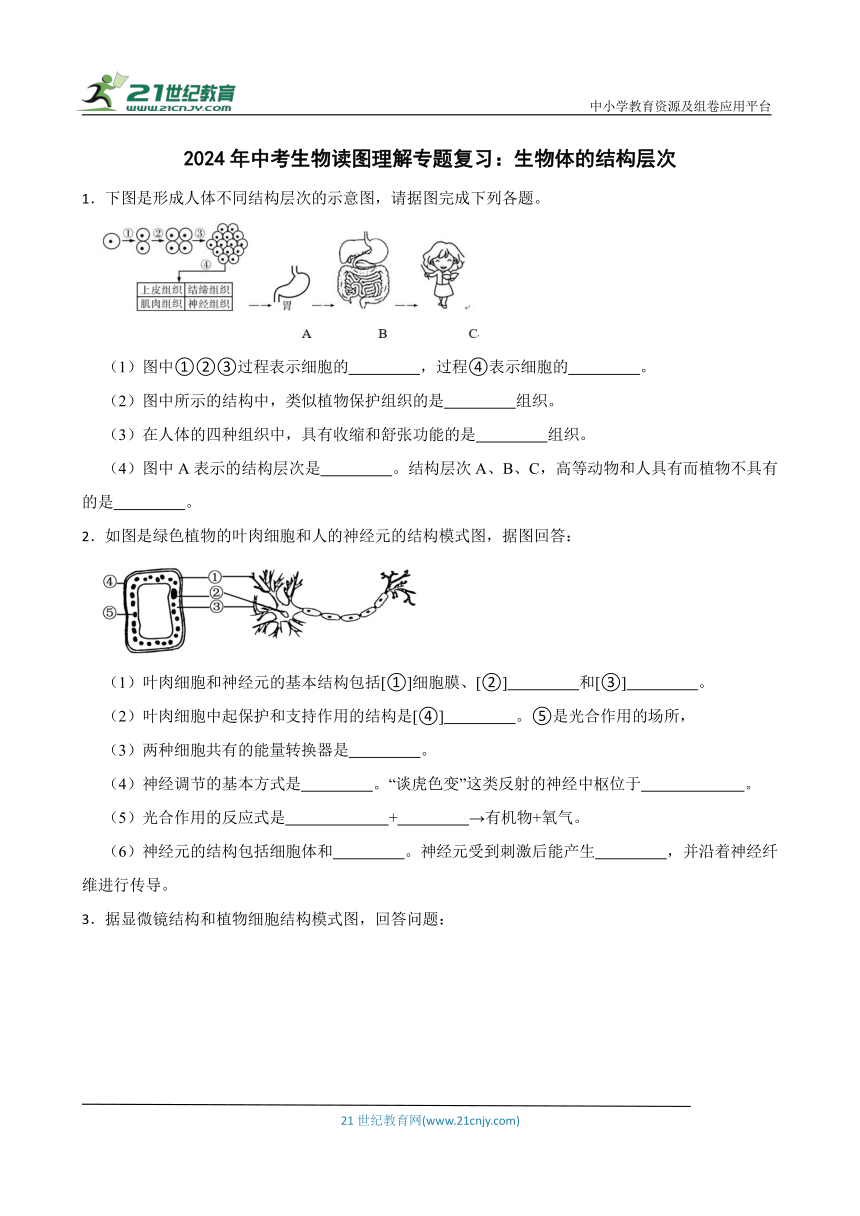 2024年中考生物读图理解专题复习：生物体的结构层次（含答案）