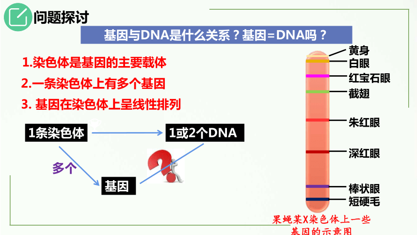 3.4基因通常是有遗传效应的DNA片段-(共38张PPT)课件人教版2019必修2