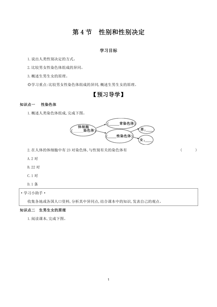 6.20.4 性别和性别决定 学案（含答案） 2023-2024学年生物北师大版八年级上册